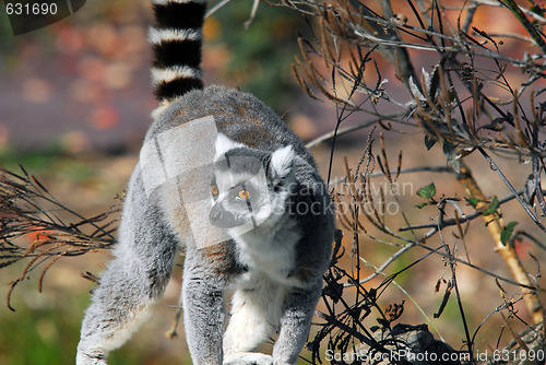 Image of Ring-tailed Lemur (Lemur catta)