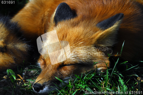 Image of Red Fox (Vulpes vulpes)