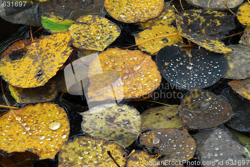 Image of Autumn's Leaves Macro