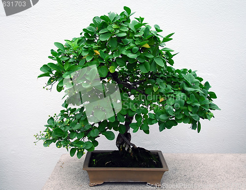 Image of Bonsai