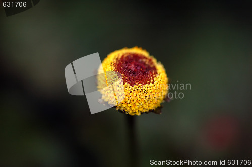 Image of Wild Plant