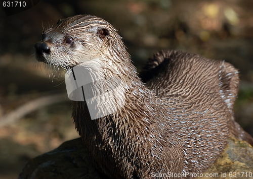 Image of Northern River Otter (Lontra canadensis)