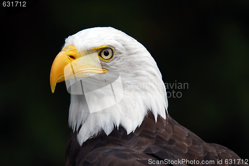 Image of American Bald Eagle (Haliaeetus leucocephalus)