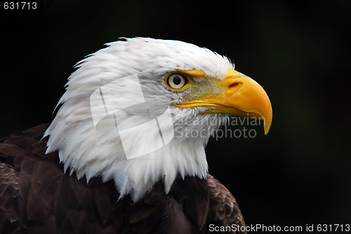 Image of American Bald Eagle (Haliaeetus leucocephalus)