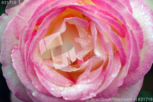 Image of Roses and water