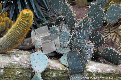 Image of Cactus