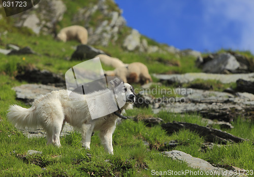 Image of Shepherd dog