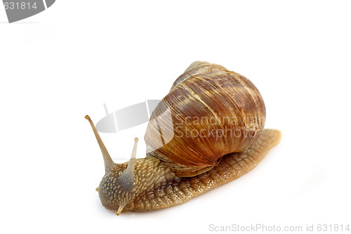 Image of Snail