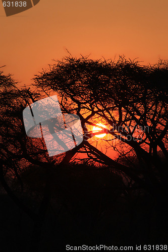 Image of Tropical sunset in african bush