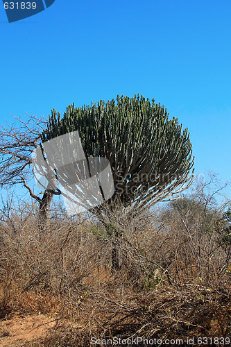 Image of Cactus tree in African bush