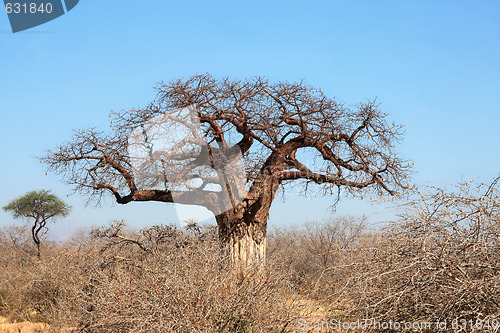 Image of Thick baobab tree in African bush