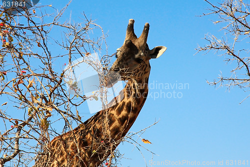 Image of female giraffe eating bush on sky background