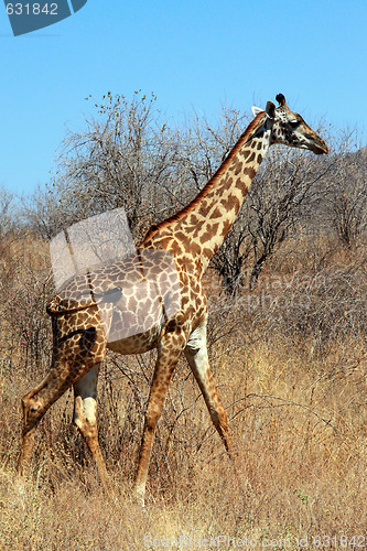 Image of Giraffe in bushy savanna