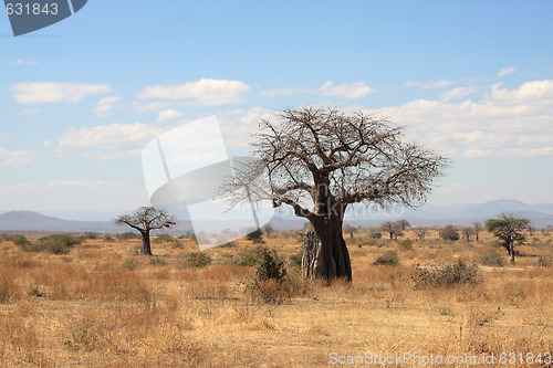 Image of African landscape: thick baobab tree