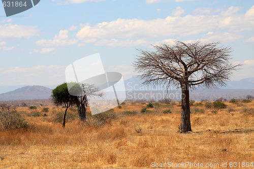 Image of African landscape: thin baobab tree 