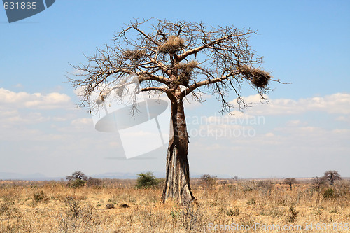 Image of Thin baobab tree with big nests in african savanna 