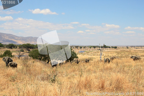 Image of a group of elephants in savanna 