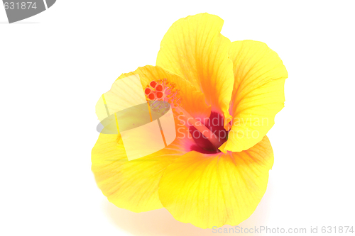 Image of yellow hibiscus flower isolated on white background