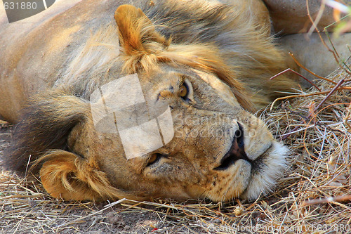 Image of Young lion drowsing 