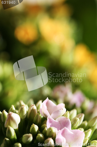 Image of Beautiful wild flower.