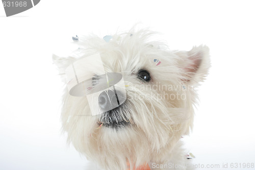 Image of Dog party