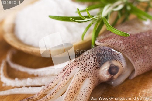 Image of Squid