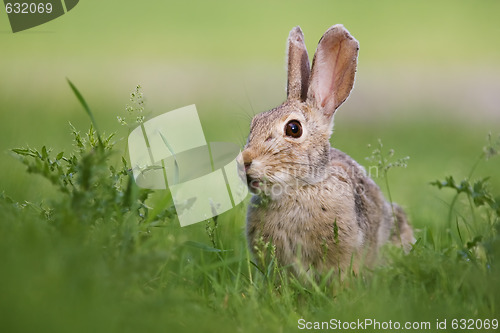 Image of Wild rabbit