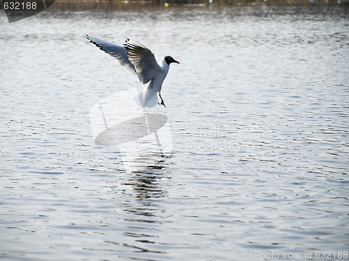 Image of  Wild seagull 