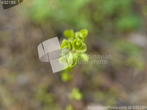 Image of Spring plant