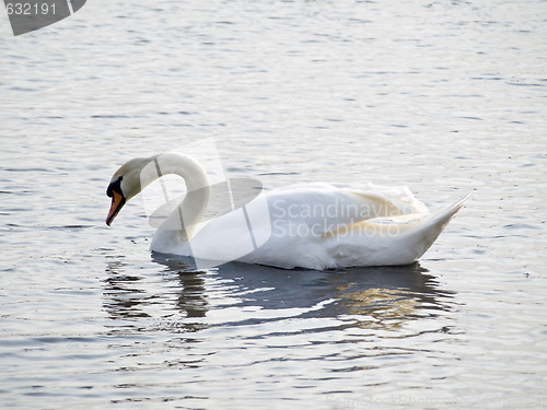 Image of Swan