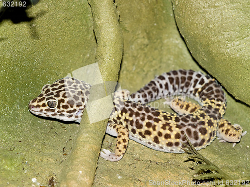 Image of Spotted lizard