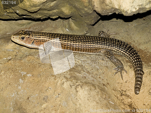 Image of lizard