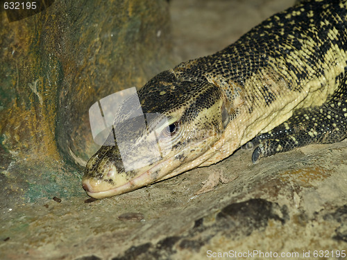 Image of Goanna