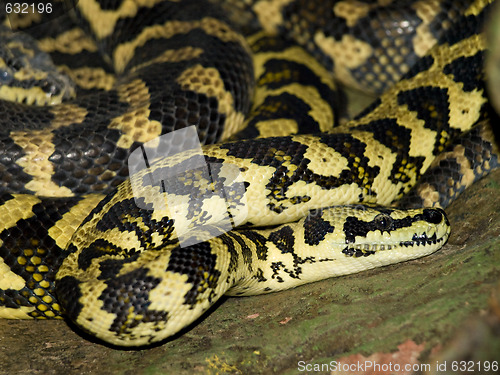 Image of Snake
