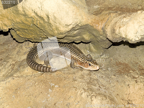 Image of Single lizard