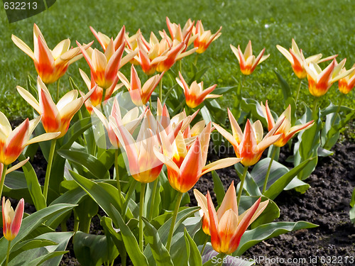 Image of tulips in grass