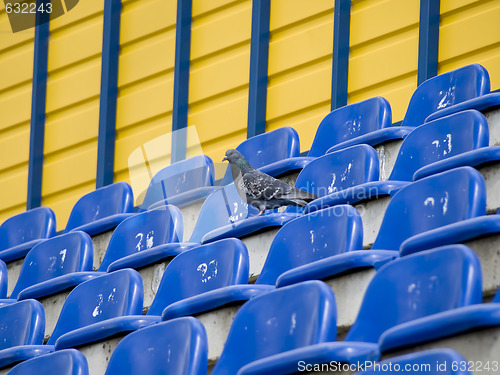 Image of Dove at the stadium