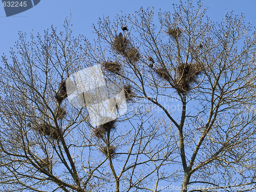 Image of Nests