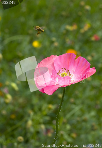 Image of Red poppy