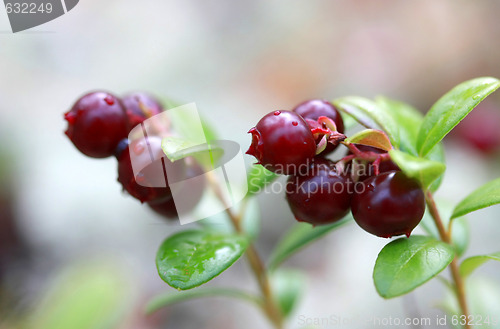 Image of lingonberry