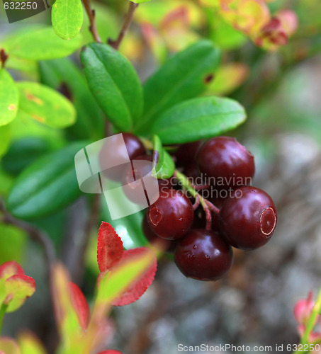 Image of lingonberry