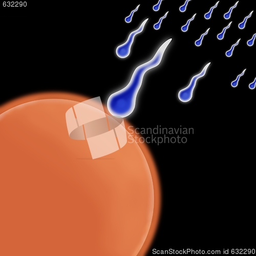 Image of Sperm Egg