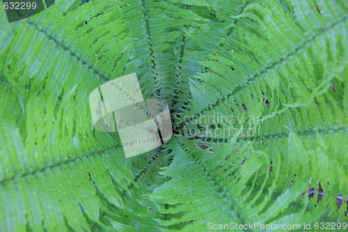 Image of fern