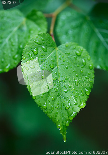 Image of Leaf with droplets