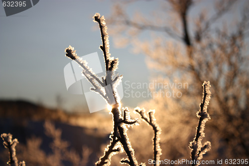 Image of Cold winter sun