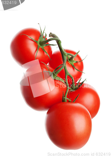 Image of Tomatoes on the Vine