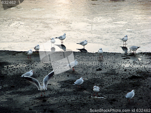 Image of Seagulls