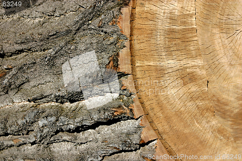 Image of Trunk Close Up