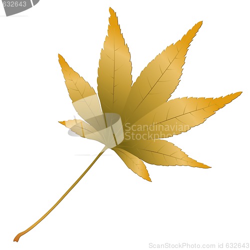 Image of Japanese Maple leave