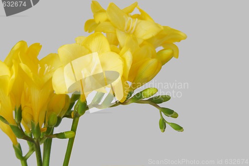 Image of yellow freesias